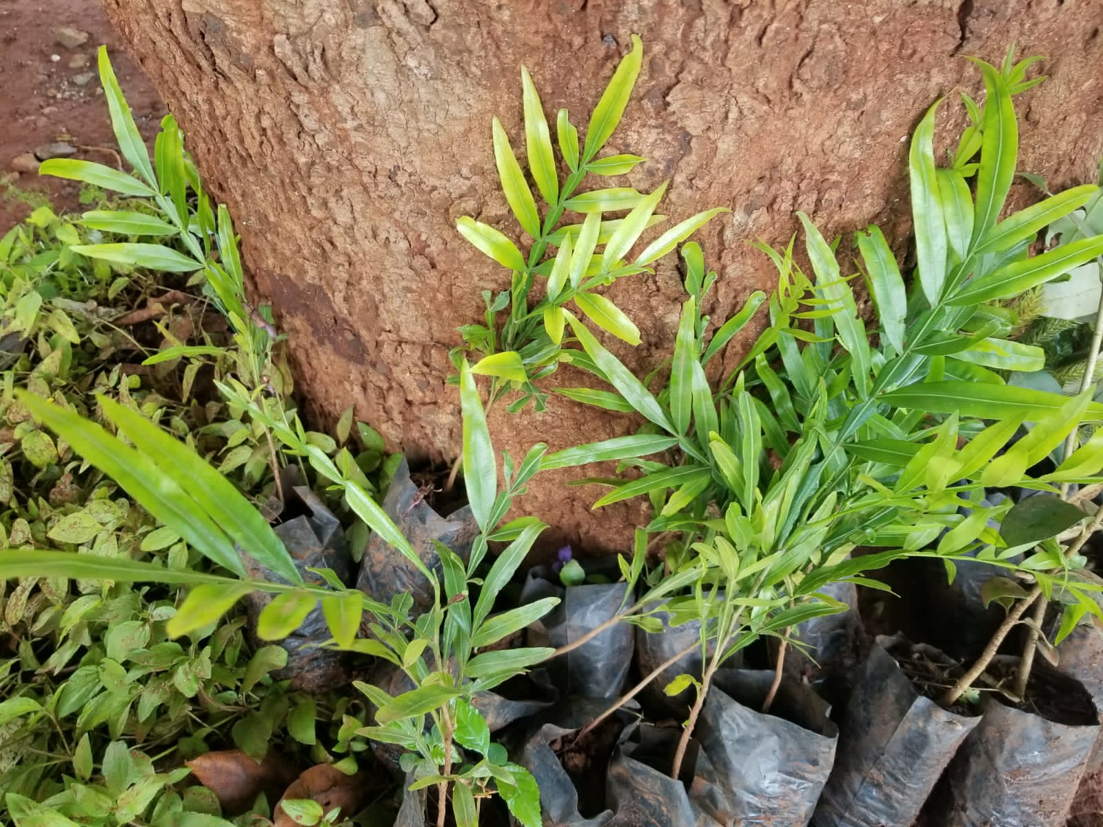 tree planting by clad members photo